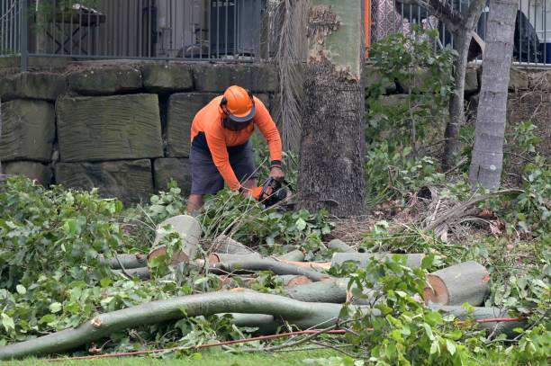 Trusted Grove City, FL Tree Service Experts